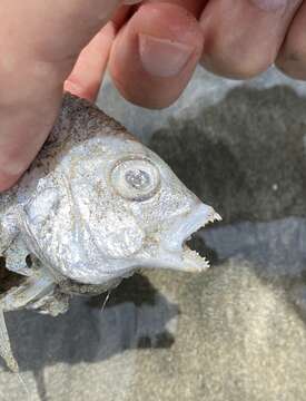 Image of Black bream