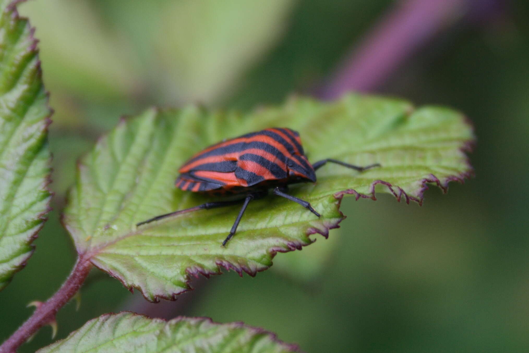 Image of <i>Graphosoma italicum</i>