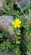 Image of Sacramento Valley Buttercup