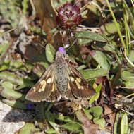 Image of Trapezites phigalioides Waterhouse 1903