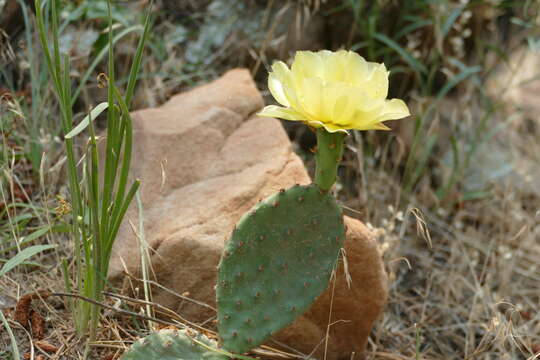 Image of Grassland Pricklypear