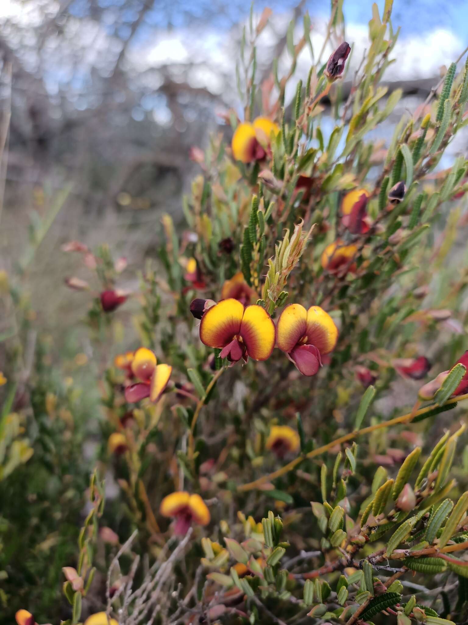 Plancia ëd Bossiaea eriocarpa Benth.