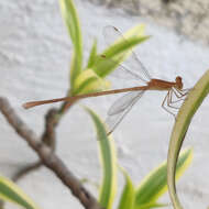 Image of Dusky Spreadwing