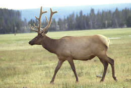 Image of North American elk