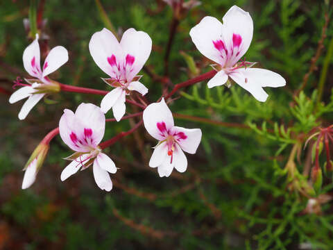 Image of Pelargonium divisifolium P. Vorster