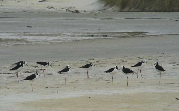 Image of Pied Stilt