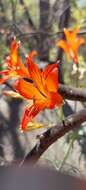 Image of Alstroemeria ligtu subsp. simsii (Spreng.) Ehr. Bayer