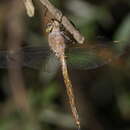 Image de Apocordulia macrops Watson 1980