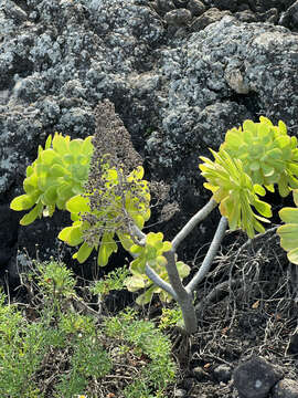 Image of Aeonium arboreum subsp. holochrysum (H. Y. Liu) Bañares