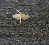 Image of Bradina trigonalis Yamanaka 1984