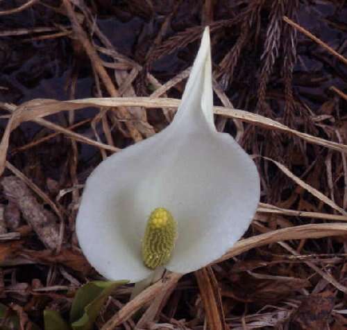 Image of Lysichiton camtschatcensis (L.) Schott