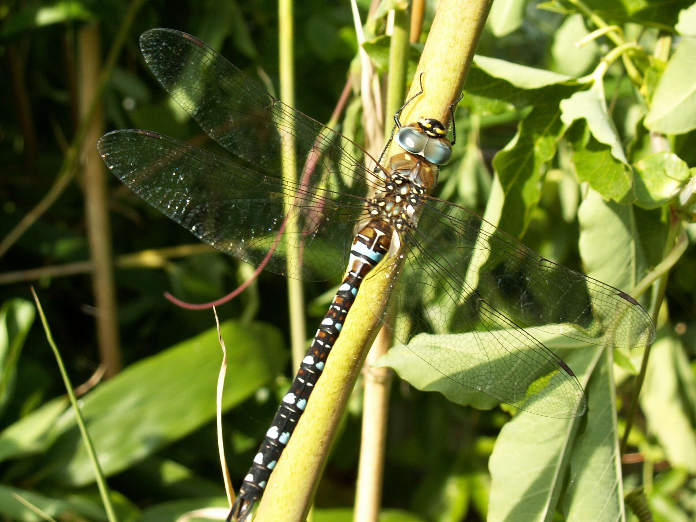 Image of Migrant Hawker