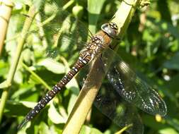 Image of Migrant Hawker