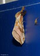 Image of Silver-spotted Ghost Moth