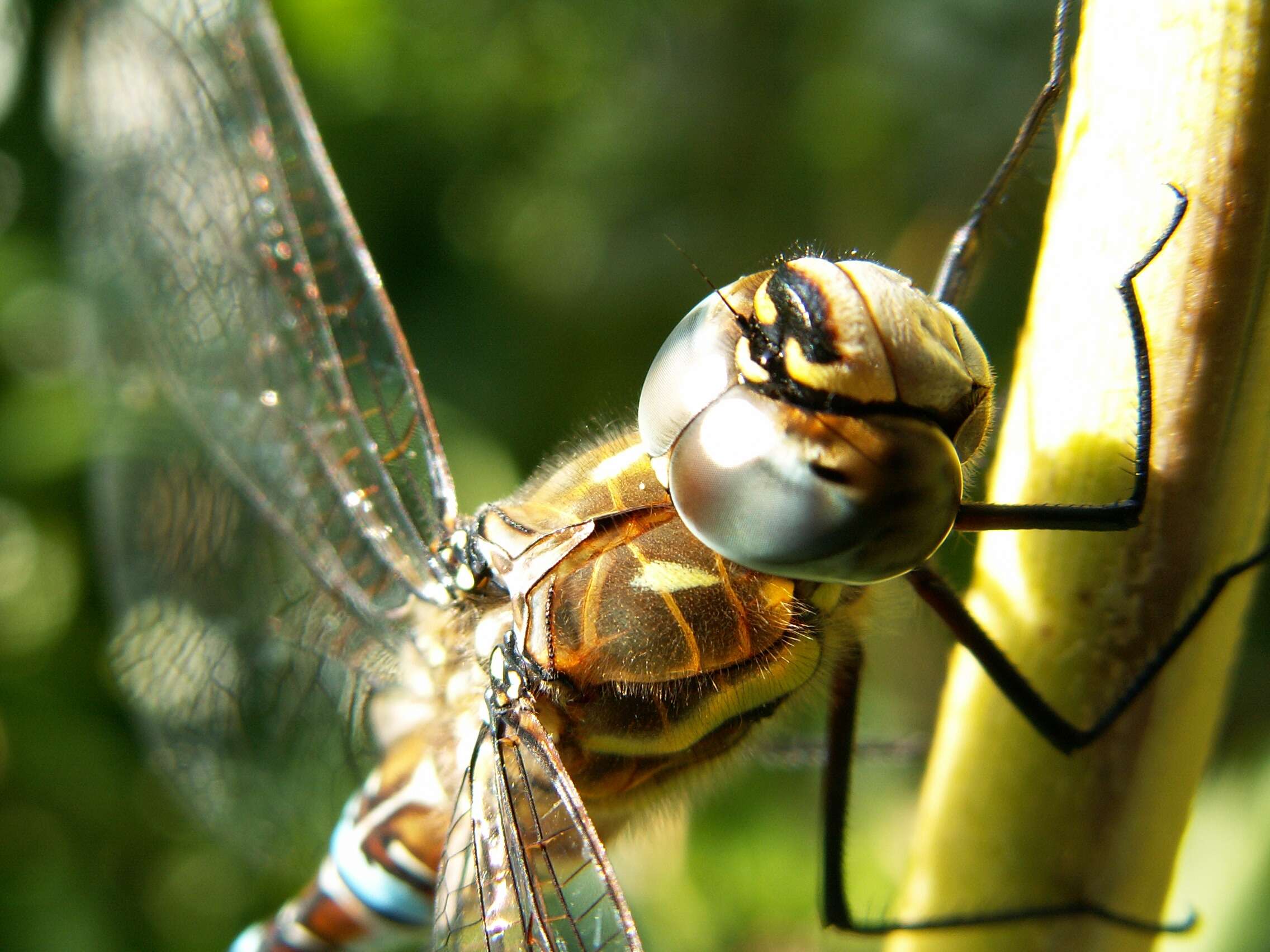 Image of Migrant Hawker