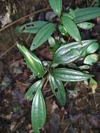 Smilax arisanensis Hayata resmi