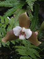 Image of lycaste