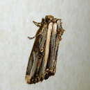 Image of Anedhella rectiradiata Hampson 1902