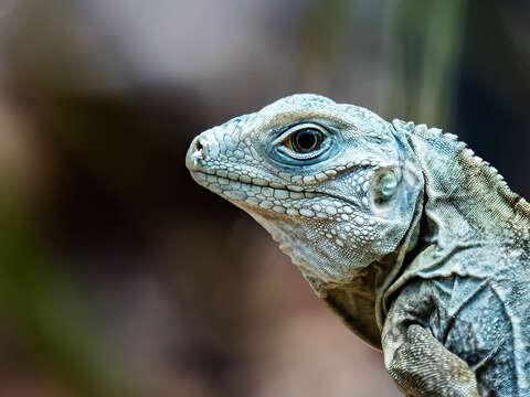 Plancia ëd Cyclura lewisi Grant 1940