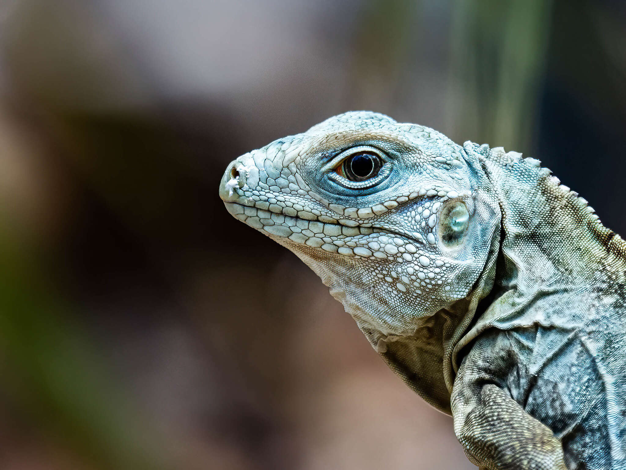 Image of Blue Iguana