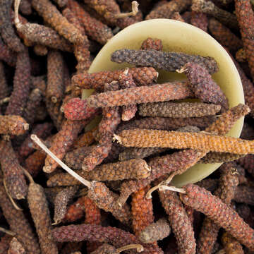 Image of Indian long pepper