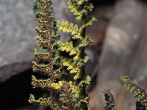 Plancia ëd Cheilanthes contracta Kunze