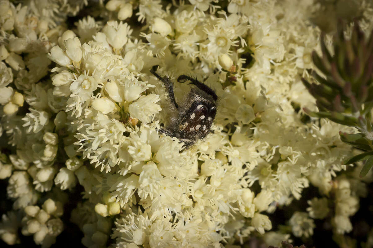 Image of Erica leucanthera L. fil.