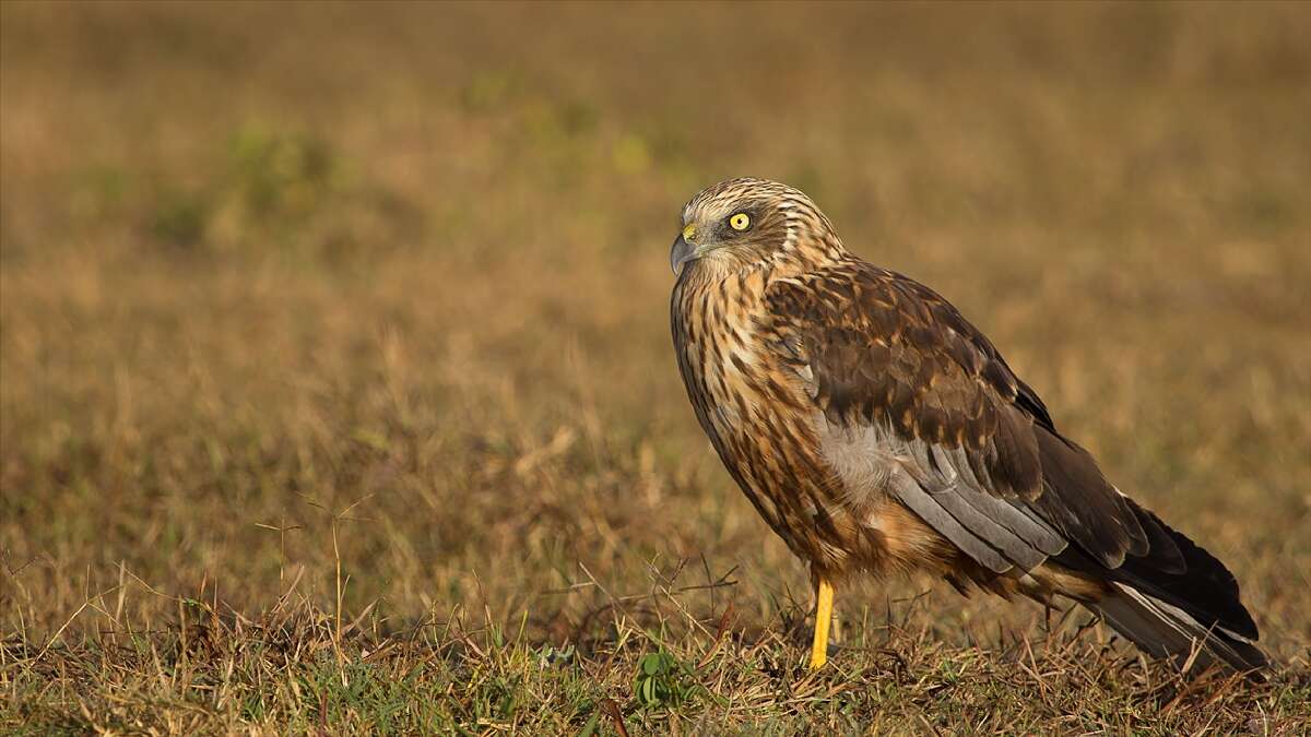 Imagem de Circus aeruginosus (Linnaeus 1758)