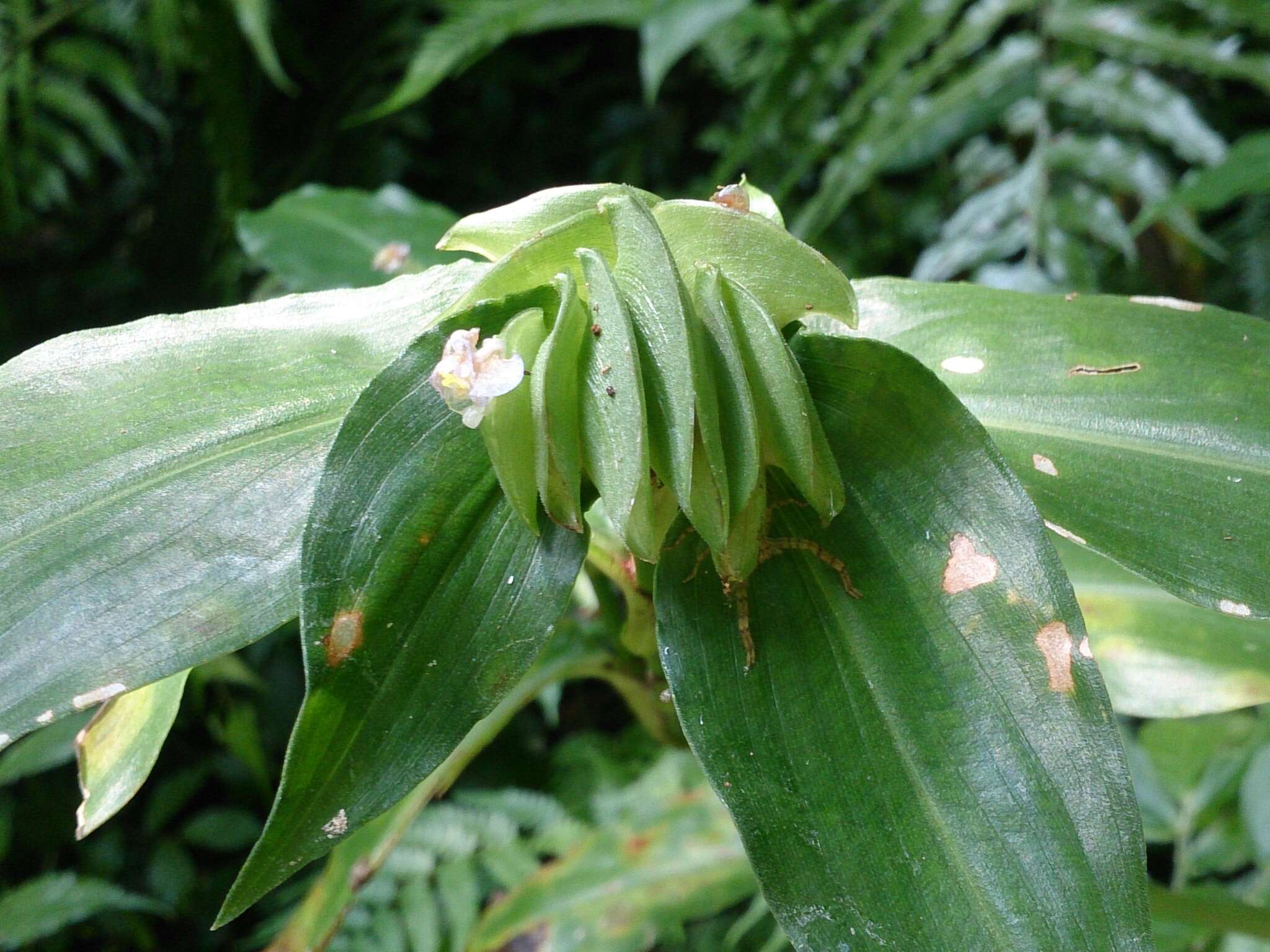 Commelina paludosa Blume的圖片