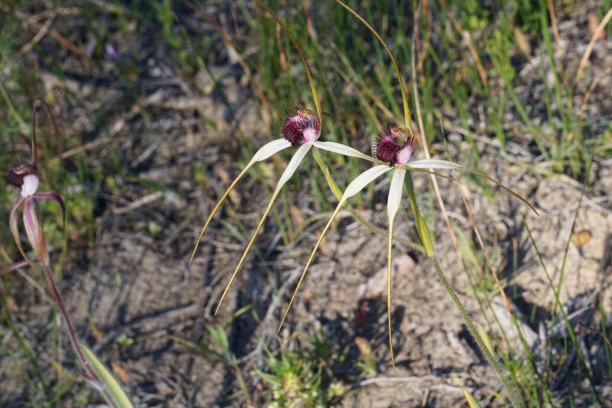 Image of Blushing spider orchid