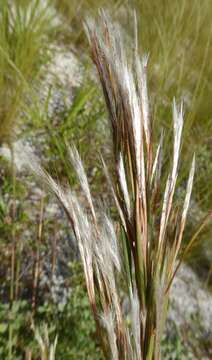 Image of Florida Bluestem