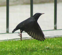 Image of Spotless Starling