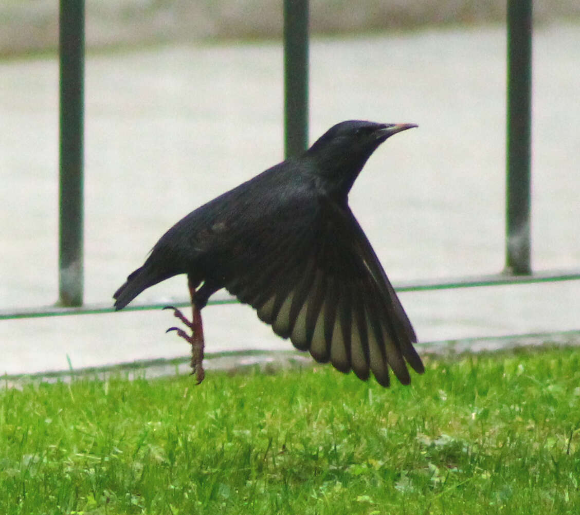 Image of Spotless Starling