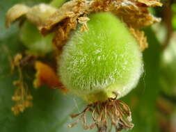 Image de Actinidia chinensis var. hispida C. F. Liang