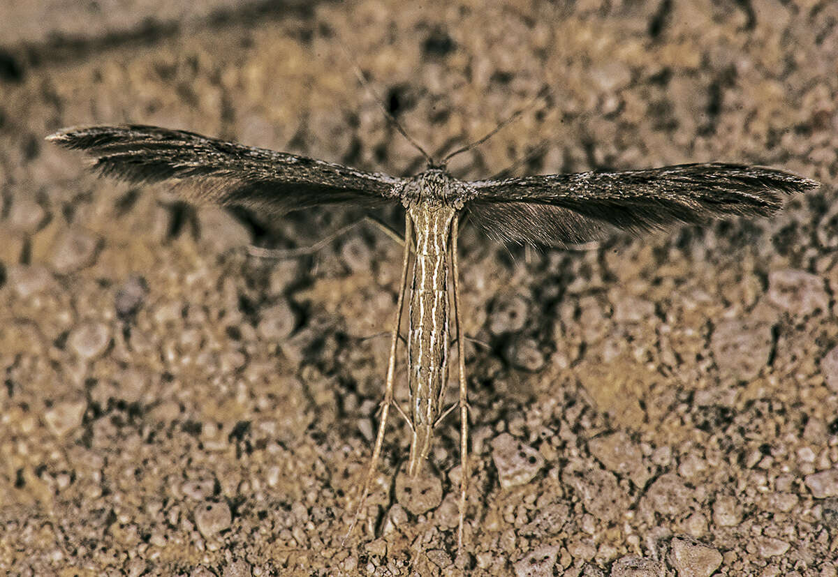 Image of Belfrage's Plume Moth