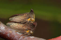 Imagem de Ceraon tasmaniae Fairmaire