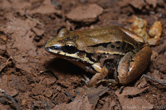 Image of Leptodactylus elenae Heyer 1978