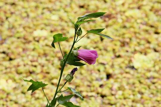 Hibiscus striatus Cav.的圖片