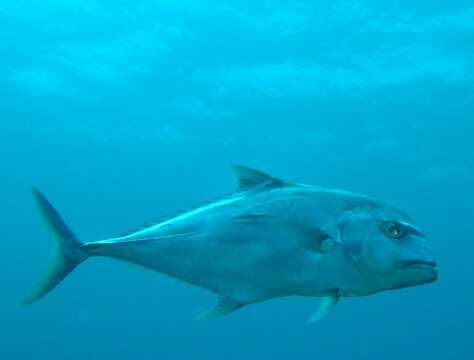 Image of African Pompano