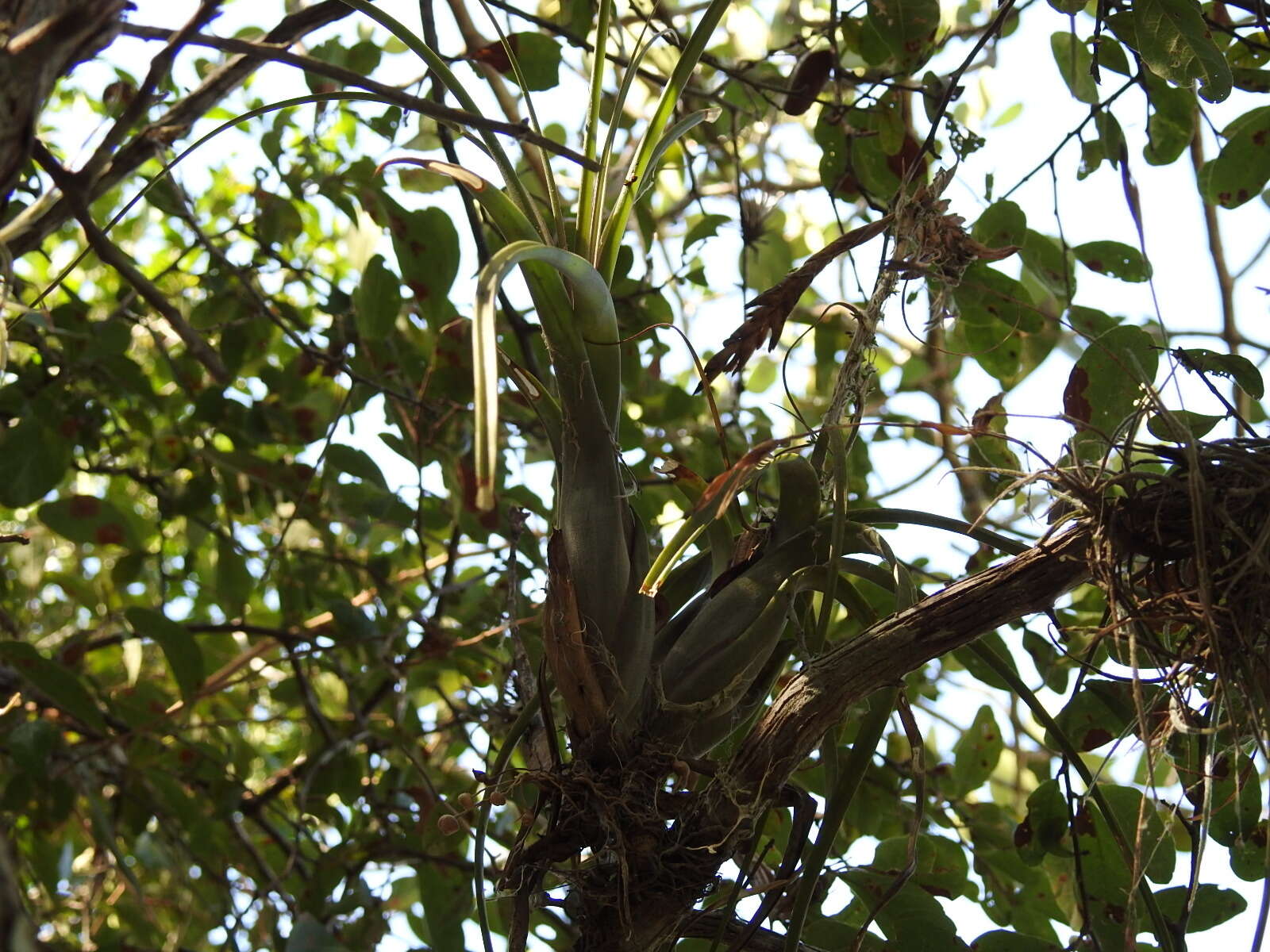 Plancia ëd Tillandsia balbisiana Schult. & Schult. fil.