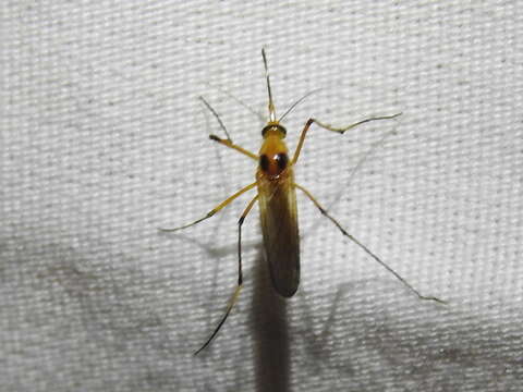 Image of Aedes bimaculatus (Coquillett 1902)