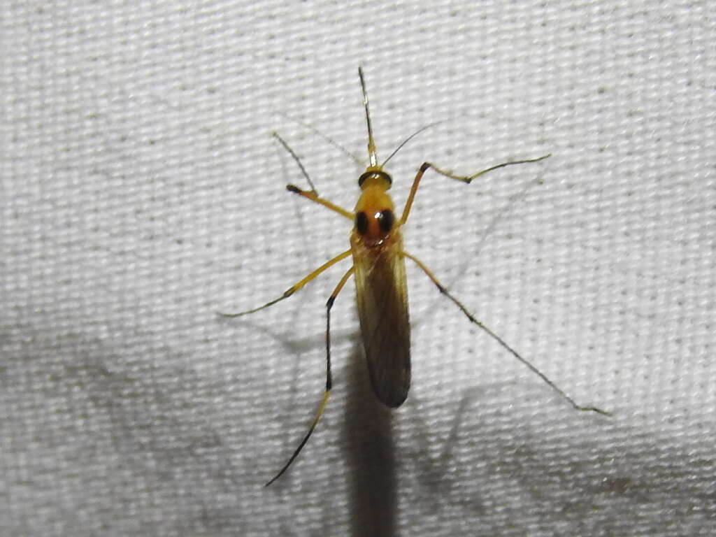 Imagem de Aedes bimaculatus (Coquillett 1902)