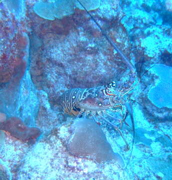 Image of Caribbean Spiny Lobster