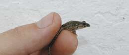 Image of Iberian Parsley Frog