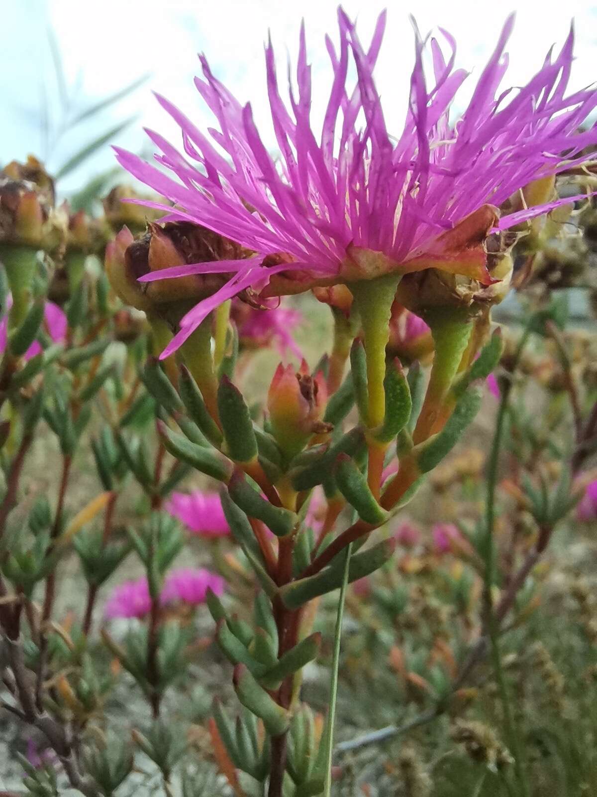 Image of Lampranthus stenopetalus (L. Bol.) N. E. Br.