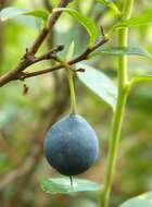 Image of alpine bilberry