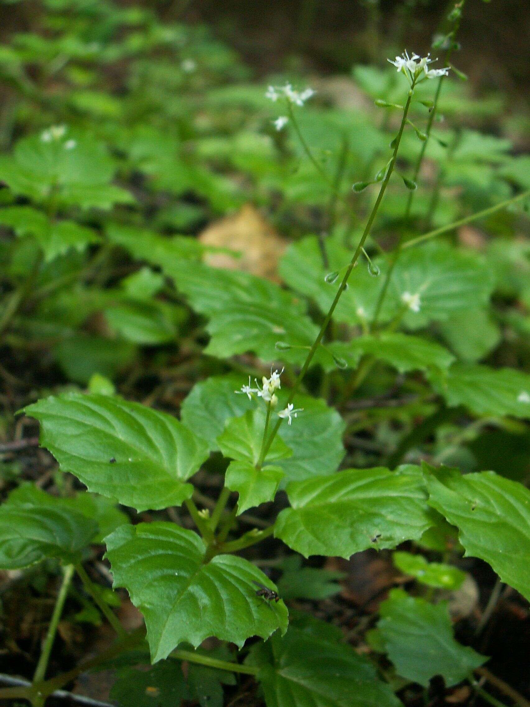 Image of Alpine enchanter’s-nightshade