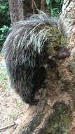 Image of black-tailed hairy dwarf porcupine