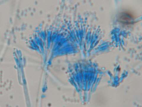 Image of Penicillium