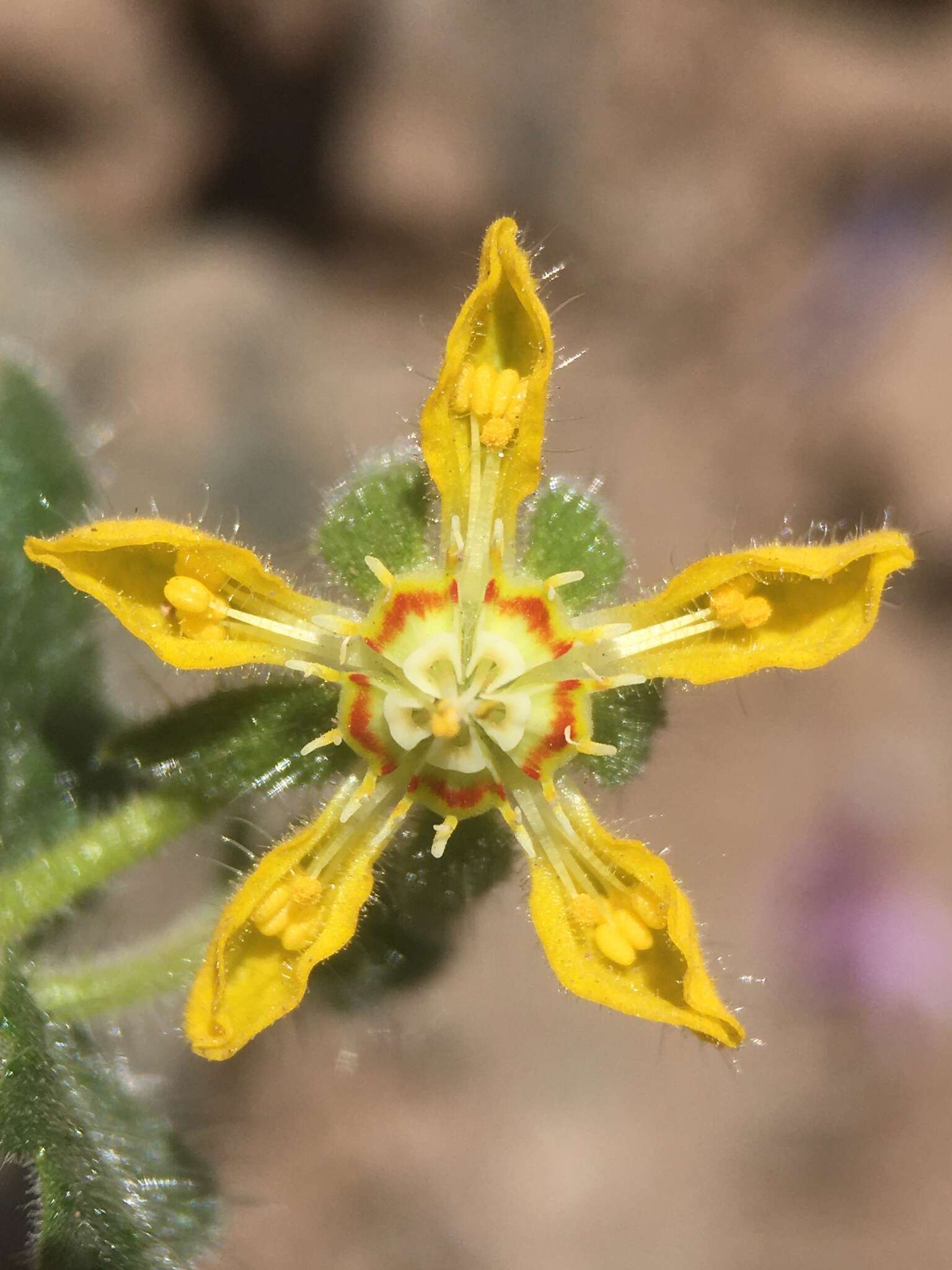 Image of Loasa heterophylla Hook. & Arn.